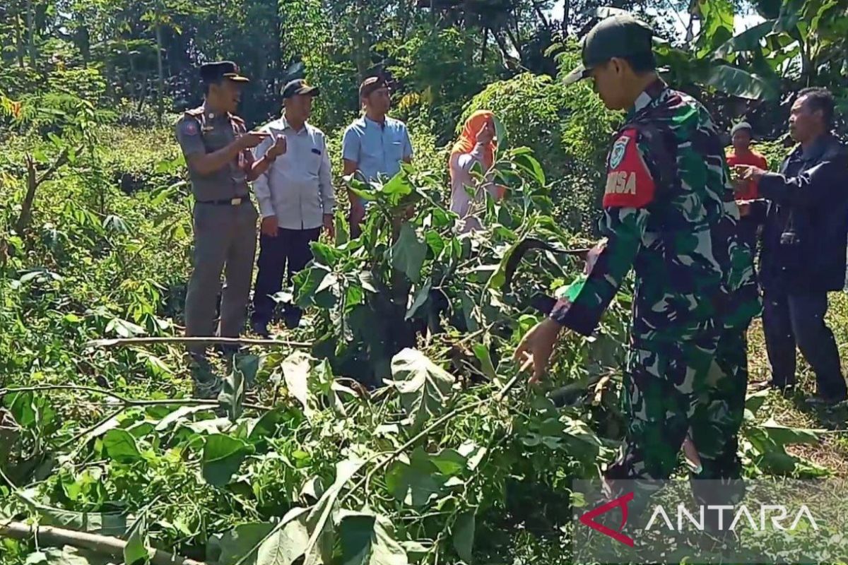 Aparat gabungan musnahkan puluhan pohon kecubung di Cianjur