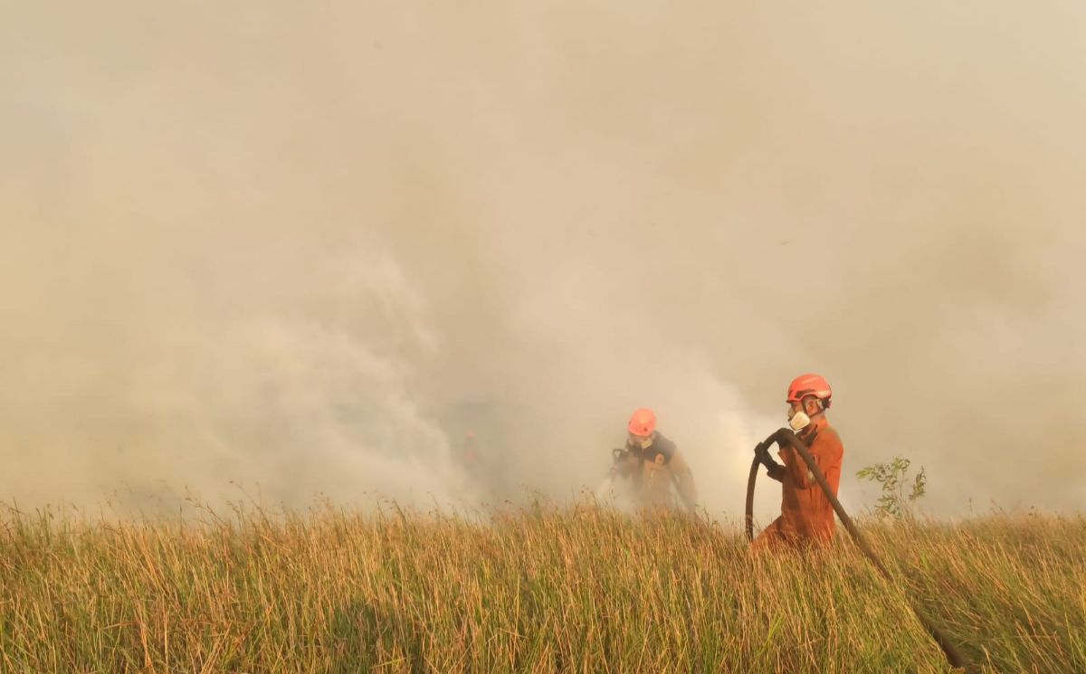 HSI: Membakar Hutan dengan Sengaja Layak Disebut Terorisme Lingkungan